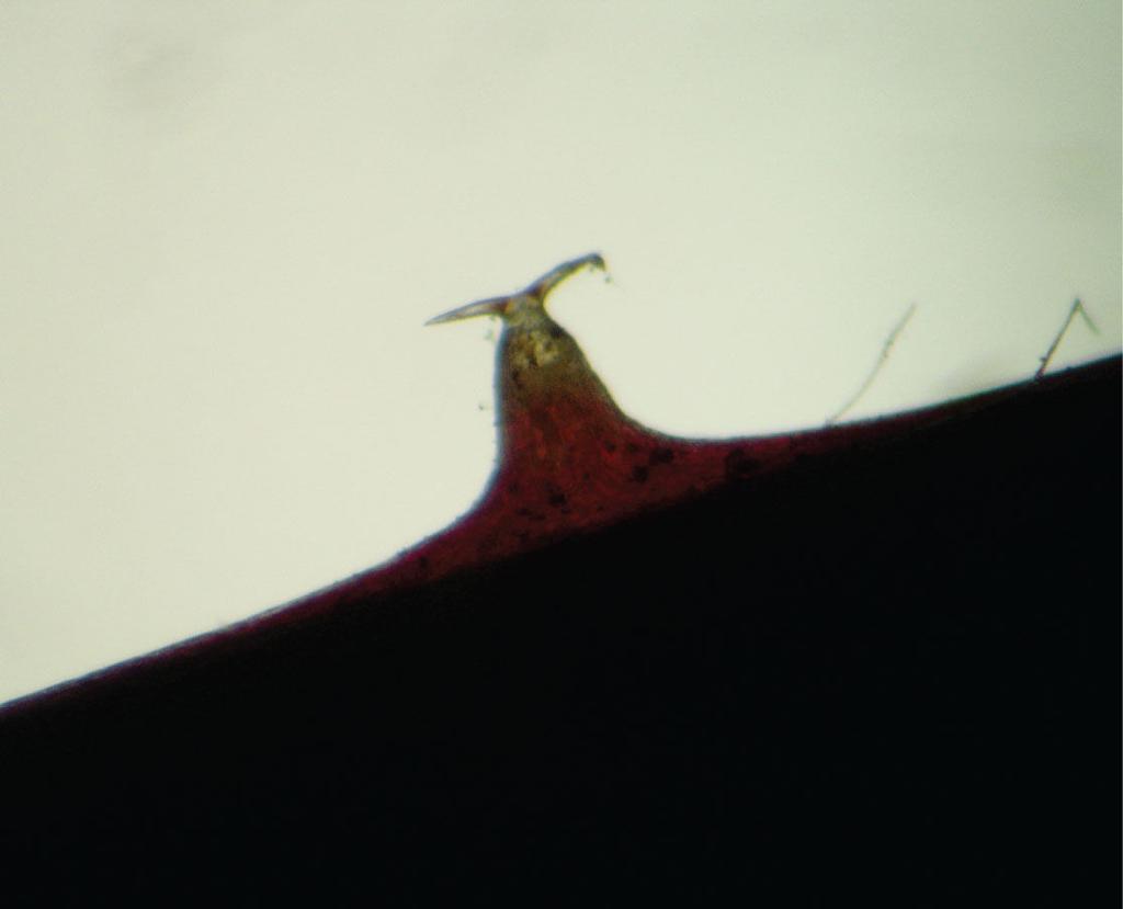 Proučite trihome pod lupom. Slika 39. Trihomi pelargonije (Pelargonium zonale L.). 5.