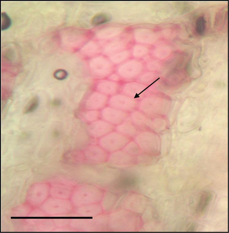 ); 1 periderma, 2 pločasti kolenhim (zadebljale stanične stijenke) (Skala = 50 µm).