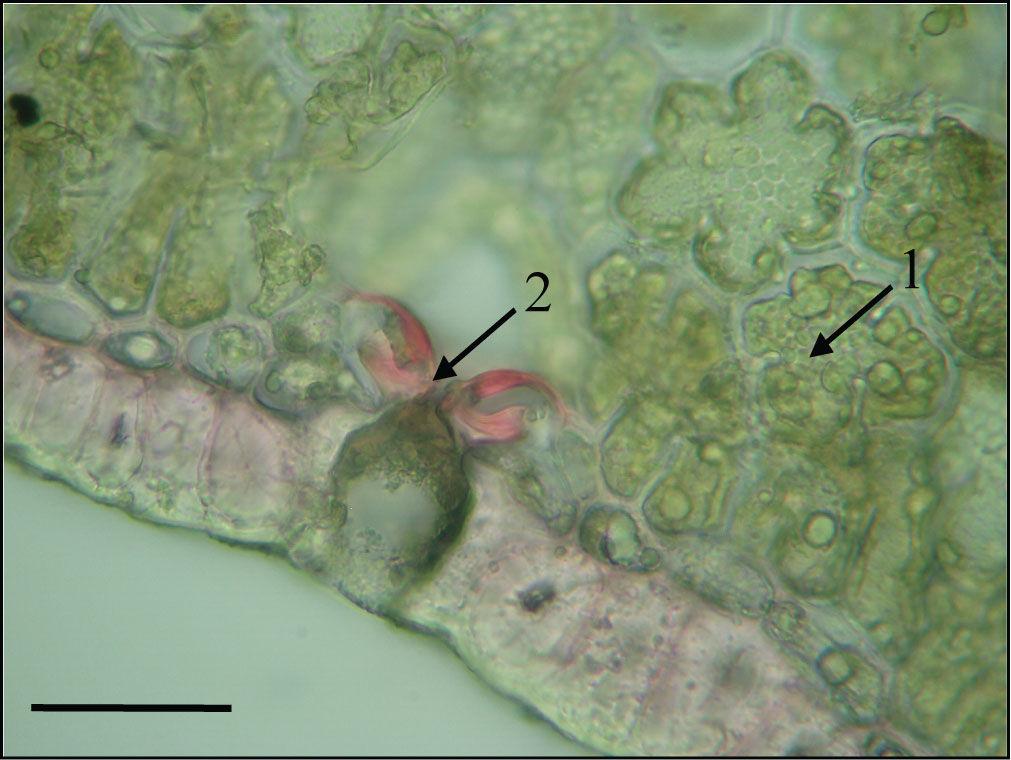 1 likovnice, 2 floem, 3 ksilem (Skala = 50 µm). Slika 63.