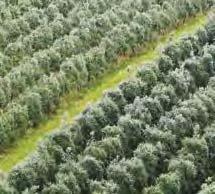 Napredna tehnologija za velike količine California Olive Ranch (COR) je največji proizvajalec ekstra deviškega oljčnega olja v ZDA, saj predela do 80 ton oliv na uro z več kot 67 kmetij.