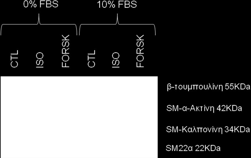 (FORSK) συγκέντρωσης 1 μμ είτε σε θρεπτικό μέσο που δεν περείχε ορό (0% FBS) είτε σε θρεπτικό μέσο που περιείχε ορό (10% FBS), 48 ώρες μετά την ανακαλλιέργιά τους.
