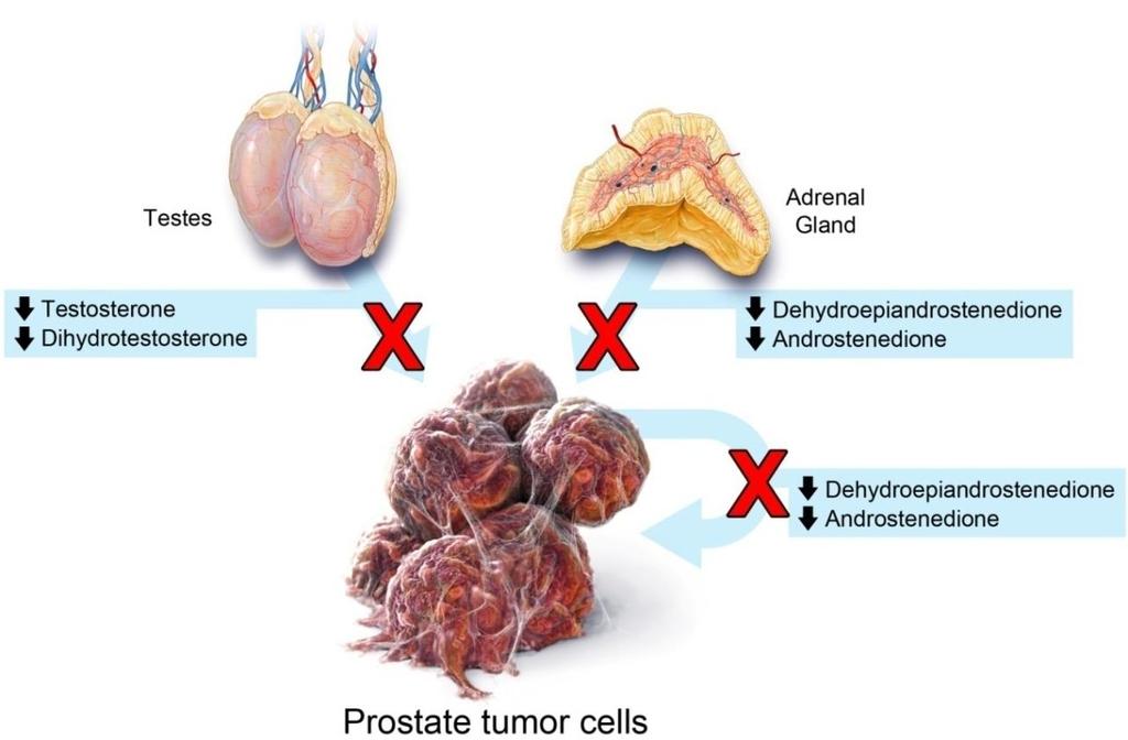 Androgens produced at 3 critical sites lead to tumor growth Testes Adrenal glands Prostate tumor cells Abiraterone inhibits biosynthesis of androgens that stimulate tumor cell growth 1-5