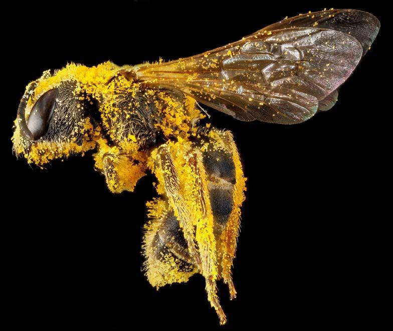 Οι μέλισσες έχουν ενεργό ρόλο στην γονιμοποίηση των φυτών, καθώς δρουν ως μηχανικοί μεταφορείς της γύρης.