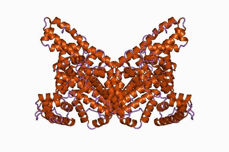 različitih aminokiselina Albumin glicin alanin valin leucin Albumin