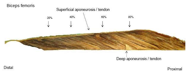 4 3 2 1 0 30 20 10 Thickness (cm) 1,32 1,72 2,32 2,71 Pennation Angle (degrees) 17,78 19,35 19,95 23,96 9 7 5 3 Fascicle Length (cm) 6,35 6,3 6,22 7,12 4