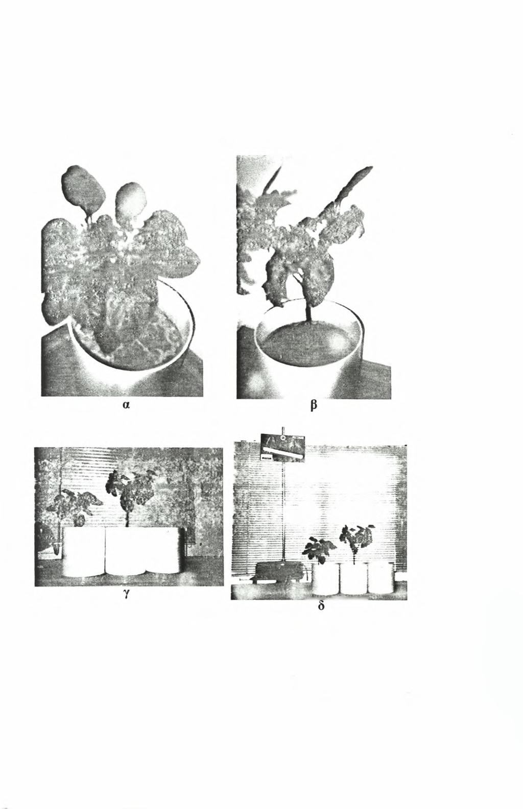 61 3/10/97: Το φυτό στη γλάστρα διαπνοής έχει ύψος 29,2cm.