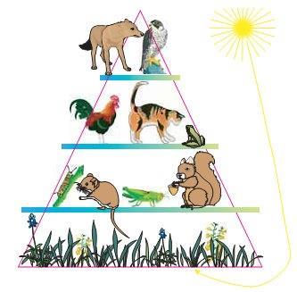 Τροφική Πυραμίδα Ενέργειας Στην τροφική πυραμίδα ενέργειας, σε κάθε τροφικό επίπεδο «περνάει» το 10% του αμέσως προηγούμενου.