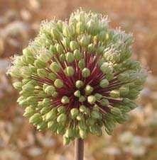 Ενδημικά φυτά Allium Willeanum Άλλιον το γουιλλεανό Είδος άγριου κρεμμυδιού. Είναι πολυετής, βολβώδης, όρθια πόα με κυλινδρικό ελαφρά τριχωτό κορμό, συχνά χρώματος λιλά.