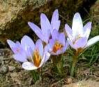 Ενδημικά φυτά Crocus Cyprius Κρόκος ο κυπριακός Το φυτό αυτό θεωρείται ότι κινδυνεύει γιατί οι πληθυσμοί του λιγοστεύουν.