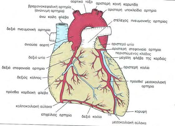 Η βάση της καρδιάς, ή οπίσθια επιφάνεια, σχηματίζεται κυρίως από τον αριστερό κόλπο, στον οποίο εκβάλλουν οι τέσσερις πνευμονικές φλέβες.