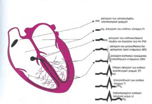 2.3.2 Απαγωγές Η απαγωγή είναι η θέση της οπτικής γωνίας από την οποία το ηλεκτρόδιο βλέπει και καταγράφει την εκπόλωση και την επαναπόλωση της καρδιάς.