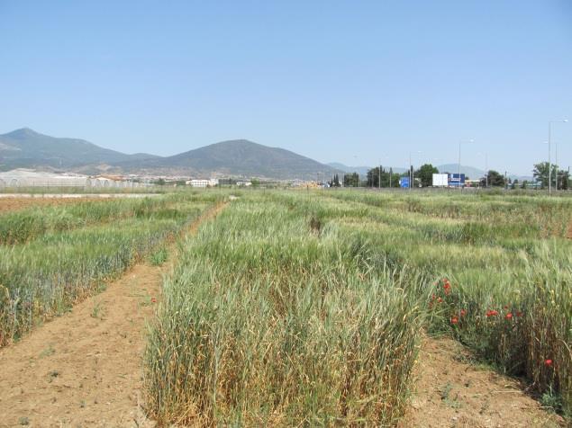 εισροών. Κάθε πειραματικό τεμάχιο αποτελούνταν από πέντε γραμμές της ποικιλίας μήκους 2 m και απόσταση μεταξύ των γραμμών 25 cm. Μεταξύ δύο πειραματικών τεμαχίων δεν υπήρχε διάδρομος.