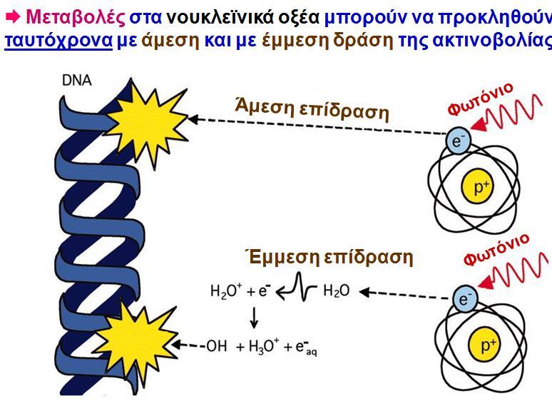 Επίδραση Ιοντιζουσών Ακτινοβολιών σε Νουκλεϊνικά Οξέα (DNA,