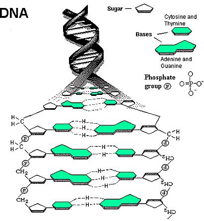 Επίδραση Ιοντιζουσών Ακτινοβολιών σε Νουκλεϊνικά Οξέα Οι σημαντικότερες μεταβολές που μπορεί να προκαλέσει η ακτινοβολία σε DNA, RNA είναι: Χημικές μεταβολές 1) Απλή θραύση (σπάσιμο του ενός κλώνου