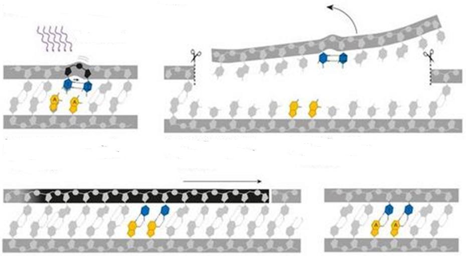 Επιδιόρθωση ακτινοβολημένου DNA Βλάβες DNA που προκαλούνται από UV-ακτινοβολία ή από καρκινογόνες ουσίες (όπως αυτές που υπάρχο