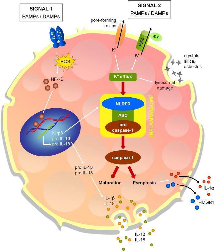 From: Inflammasomes in Respiratory Disease: From Bench to