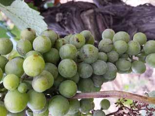 AGROSVET PEPELNICA VINOVE LOZE USPOMENA IZ 2014. Priredio: Dragan Lazarević, dipl. inž. polj.