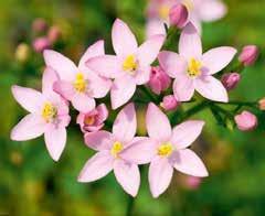 Jedna od takvih, vrlo važnih biljaka je i kičica - Erythraea centaurium, u narodu poznata kao gorka kitica, gorko zelje, crveni kantarion.