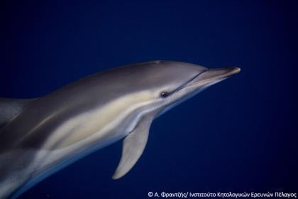 Κοινό δελφίνι Ονομάζεται «κοινό», επειδή κάποτε ήταν το πιο διαδεδομένο είδος δελφινιού στη χώρα μας. Δυστυχώς τα τελευταία 40 χρόνια ο πληθυσμός του έχει υποστεί σοβαρή μείωση.