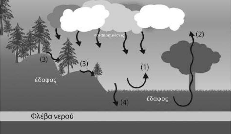 2) Το σχήμα που ακολουθεί παριστάνει τον κύκλο του νερού σε ένα μεσογειακό χερσαίο οικοσύστημα.