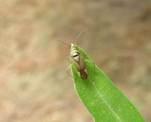 (Calocoris trivialis) Ο Αναπλ.