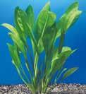 nana Eleocharis pusilla Lilaeopsis novae zealandiae (συχνά πουλιόνται 22 28