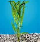 Egeria densa - Myriophyllum aquaticum 20 24 10 26 Μια σημαντική συμβουλή Τα
