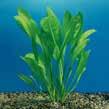 affinis) 5 7 Echinodorus Red Devil Χαλίκι Βυθού Μέση E Εµπρός F Εµπρός G Grasswort (Lilaeopsis novae zealandiae) Grasswort (Lilaeopsis mauritiana) 3 5 3 4 3 5 Μέγεθος