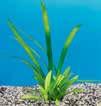 dolichopterus) 2 Echinodorus Reni Χαλίκι Βυθού Μέση F 1 1 Μέγεθος Ενυδρείου / Διακόσµηση