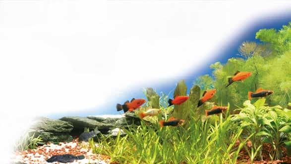 sera UV-C System 5W Η ιδανική προσθήκη σε εξωτερικά φίλτρα χωρίς ενσωµατωµένη λάµπα αποστείρωσης UV-C.
