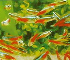 Characins συνήθως παραμένουν στα μεσαία επίπεδα νερού στο ενυδρείο.
