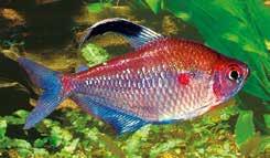 Balantiocheilus melanopterus) μεγαλώνουν τόσο πολύ πού δεν κάνουν για κοινόβια ενυδρεία.
