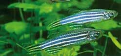 Τα tiger barbs (Barbus tetrazona) τραβούν την προσοχή με τις διακοσμητικές ρίγες τους.
