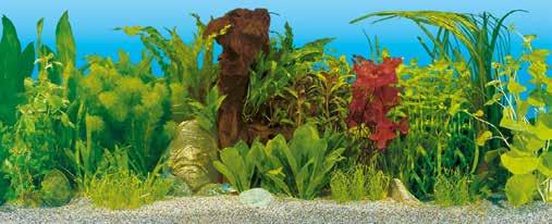 Cichlids Ππαρουσιάζουν πολλές ενδιαφέρουσες συμπεριφορές, αλλά μόνο μερικά είδη είναι κατάλληλα για αρχάριους.
