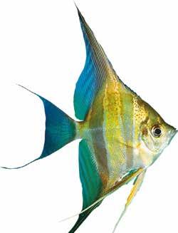 κάθε ψάρι στο ενυδρείο σας! Kribensis (Pelvicachromis pulcher) χρειάζονται σπηλιές όπου μπορούν να κρύβονται και να αναπαραχθούν.
