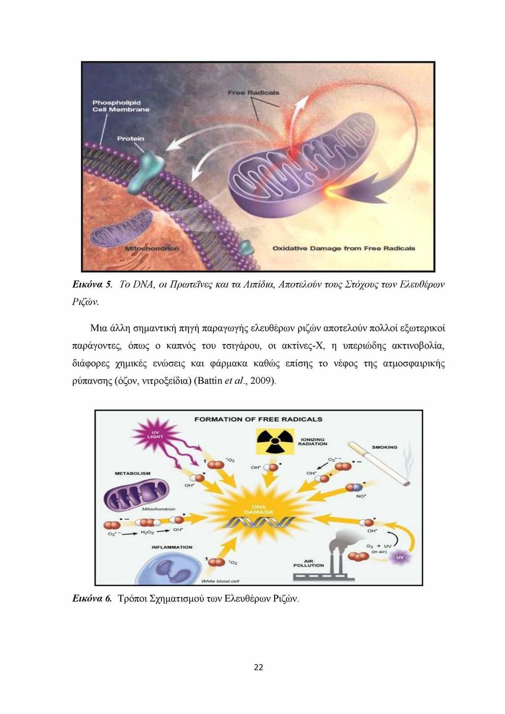 Εικόνα 5. Το DNA, οι Πρωτεΐνες και τα Λιπίδια, Αποτελούν τους Στόχους των Ελευθέρων Ριζών.