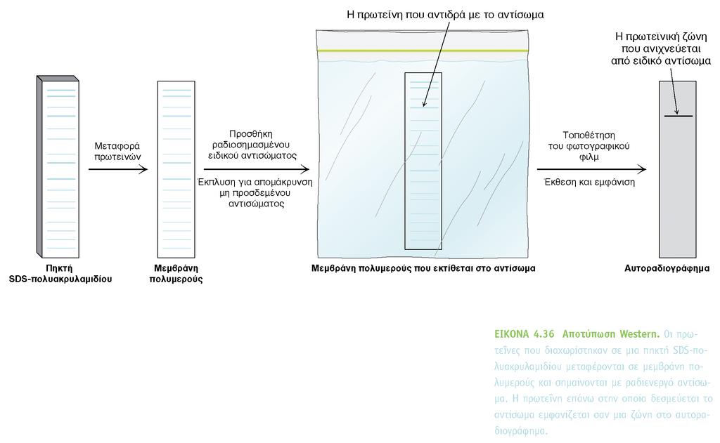 BIOXHMEIA, TOMOΣ I