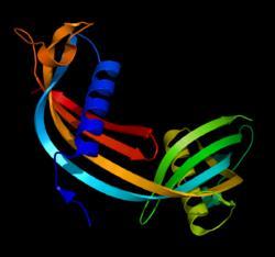 Κυστατίνη-C (Cystatin-C) Πρωτεΐνη μικρού μοριακού βάρους (13.