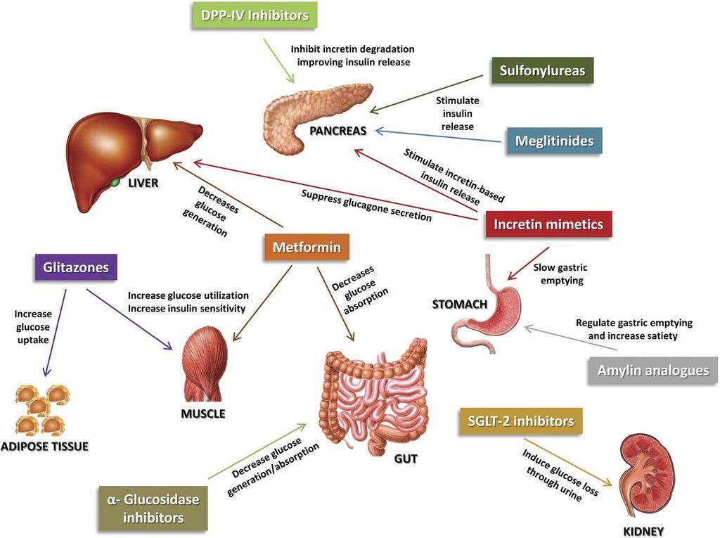 Main tissue and organ targets of glucose-lowering drugs. Arnouts P et al. Nephrol. Dial. Transplant.