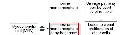 MPA Mode Of Action Η μυκοφαινολάτη μοφετίλ (mycophenolate mofetil) είναι ο 2-μορφολινοαιθυλικός εστέρας του MPA.