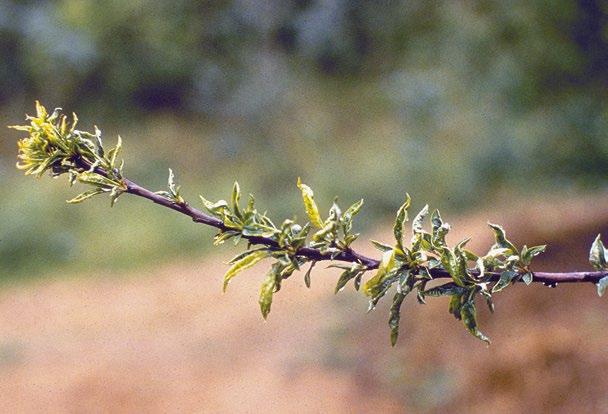 διαλυτά στερεά, την οξύτητα, και γενικά βελτιώνει τη γεύση τους Μειώνει την προσυλλεκτική καρπόπτωση