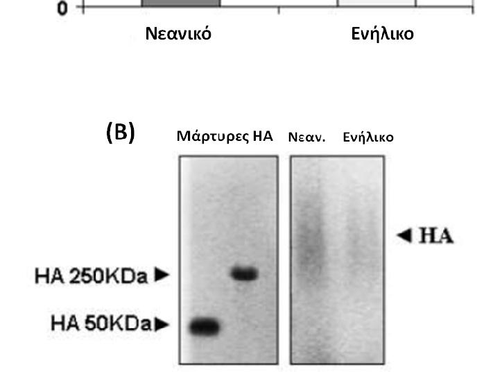 Στον κάθετο άξονα παρουσιάζεται η τιμή της ποσότητας του υαλουρονικού σε ng/μg ουρονικών οξέων. Τα αποτελέσματα παρουσιάζονται ως μέσος όρος ± τυπικό σφάλμα του μέσου όρου.