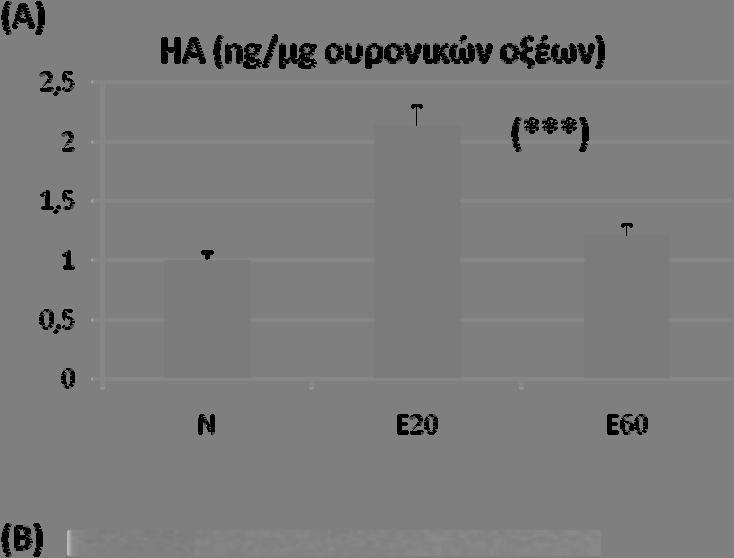 Εικόνα 37. Το υαλουρονικό οξύ αυξάνεται υπό την επίδραση της 17-βοιστραδιόλης που προσομοιάζει τα επίπεδα υγιούς γυναίκας 20 ετών.