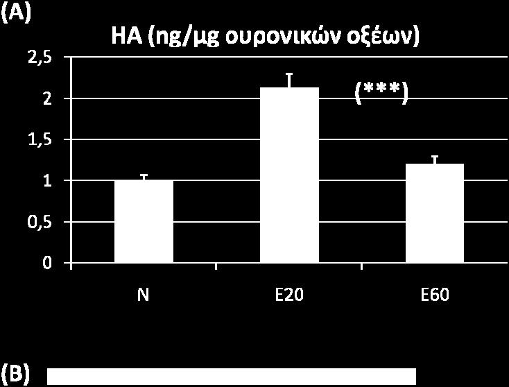 Οι τιμές είναι εκφρασμένες ως μέσος όρος ± τυπικό σφάλμα του μέσου όρου από τις τιμές 3 ανεξάρτητων πειραμάτων (B) Αντιπροσωπευτική εικόνα της ηλεκτροφόρησης των ολικών γλυκοζαμινογλυκανών στο