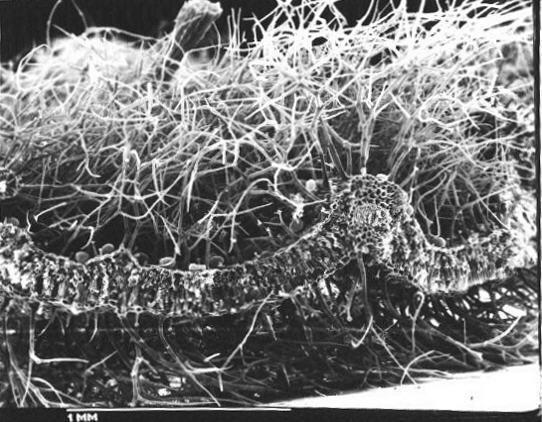 Εγκάρσια Τομή Φύλλου του Φυτού Teuctrium Sp.