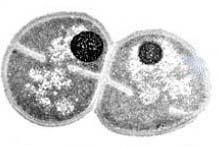 (βακτήριο) 3,3 3103 Escherichia coli K12 (βακτήριο) 4,6 4289 Caenorhabditis elegans (βακτήριο) 97 20443 Saccharomyces