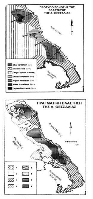 Πρότυπο δυνητικής ζώνωσης και της πραγματικής βλάστησης στην Α. Θεσσαλία (RAUS 1981) 1. Ελαιώνες. 2. Γεωργική γη, καλλιέργειες πάνω σε αναβαθμίδες. 3.