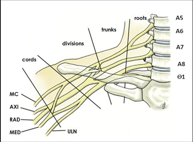 ΑΝΑΤΟΜΙΑ ΒΡΑΧΙΟΝΙΟΥ ΠΛΕΓΜΑΤΟΣ Το βραχιόνιο πλέγμα αποτελείται από τις νευρικές ρίζες (roots) Α5-Θ1 (Εικόνα 1). Οι ρίζες αυτές σχηματίζουν 3 πρωτεύοντα στελέχη (trunks): 1.