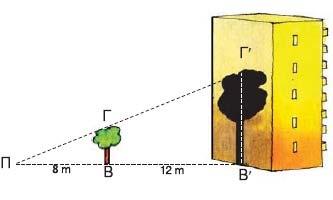 19. Να υπολογίσετε το ύψος του δέντρου, αν το μήκος σκιάς του είναι 12,5. 20. Ένας προβολέας Π βρίσκεται στο έδαφος και φωτίζει ένα δέντρο ΒΓ. Η σκιά Β Γ του δέντρου στο απέναντι κτίριο έχει ύψος 15.
