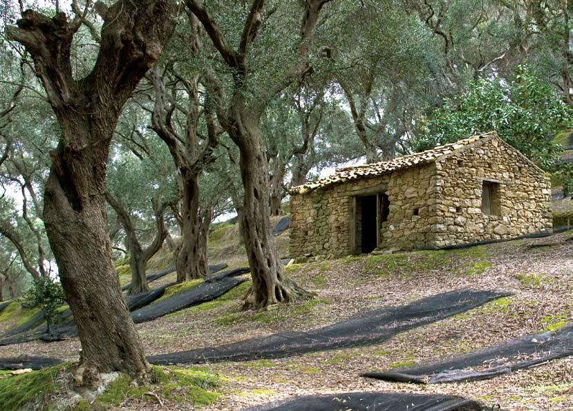 KΠΕ ΘΙΝΑΛΙΩΝ 1 Το Κέντρο Περιβαλλοντικής Εκπαίδευσης Θιναλίων σας καλωσορίζει στον κερκυραϊκό ελαιώνα.